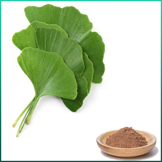 Extrait de Ginkgo Biloba